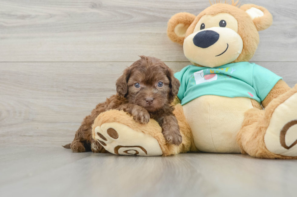 Little Shih Poo Poodle Mix Puppy