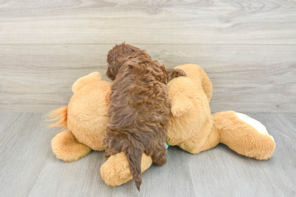 Adorable Shih Poo Poodle Mix Puppy