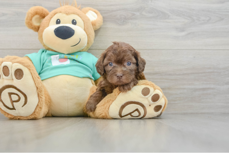 Energetic Shihpoo Poodle Mix Puppy