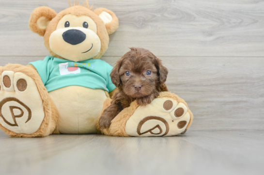 Energetic Shihpoo Poodle Mix Puppy