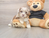 6 week old Shih Poo Puppy For Sale - Premier Pups