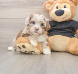 7 week old Shih Poo Puppy For Sale - Premier Pups