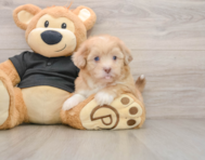 6 week old Shih Poo Puppy For Sale - Premier Pups