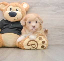 7 week old Shih Poo Puppy For Sale - Premier Pups