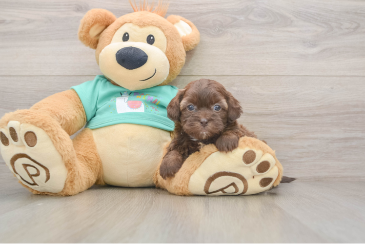 Shih Poo Puppy for Adoption