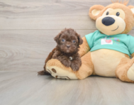 7 week old Shih Poo Puppy For Sale - Premier Pups