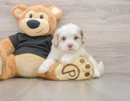 6 week old Shih Poo Puppy For Sale - Premier Pups