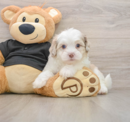 7 week old Shih Poo Puppy For Sale - Premier Pups