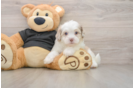 Sweet Shih Poo Baby