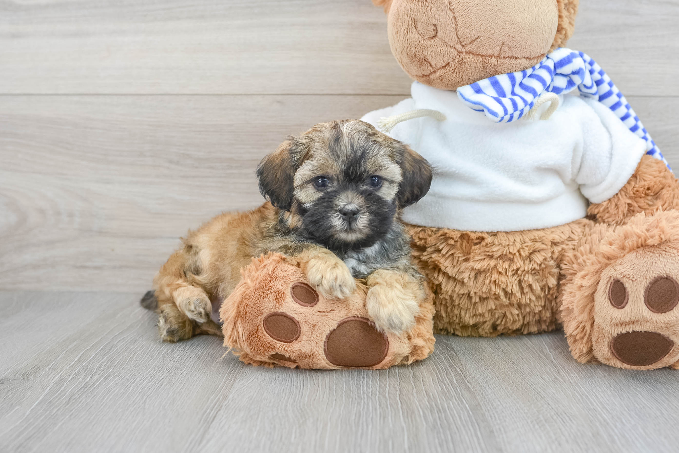 Best Shih Poo Baby