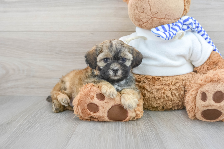 Best Shih Poo Baby