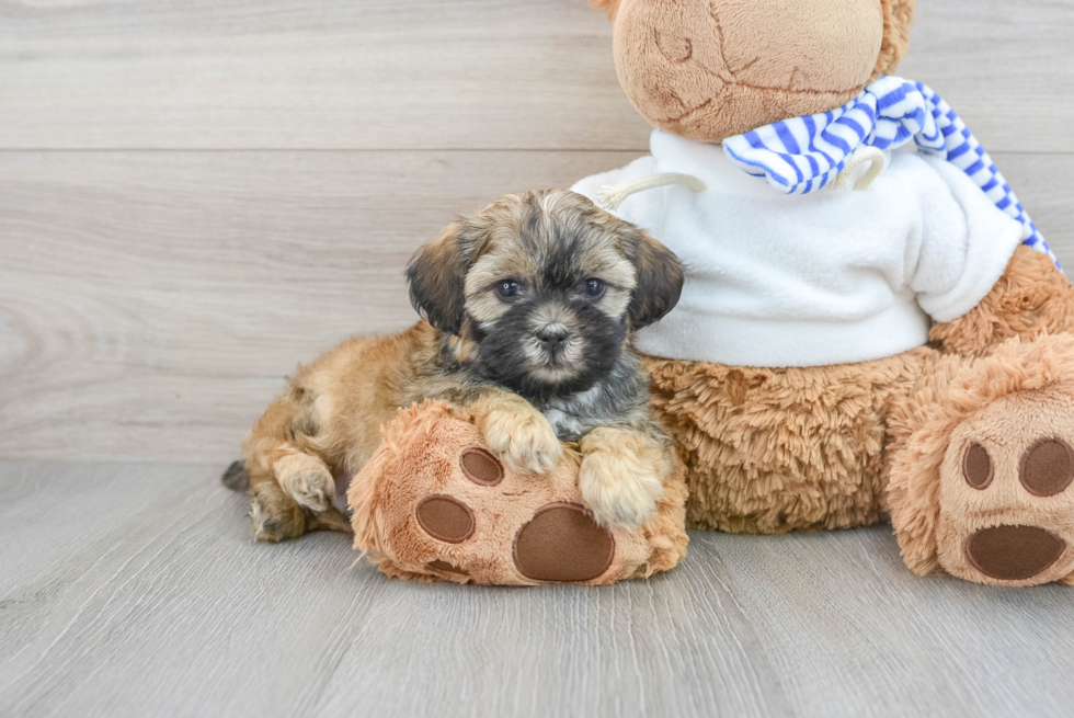 Best Shih Poo Baby