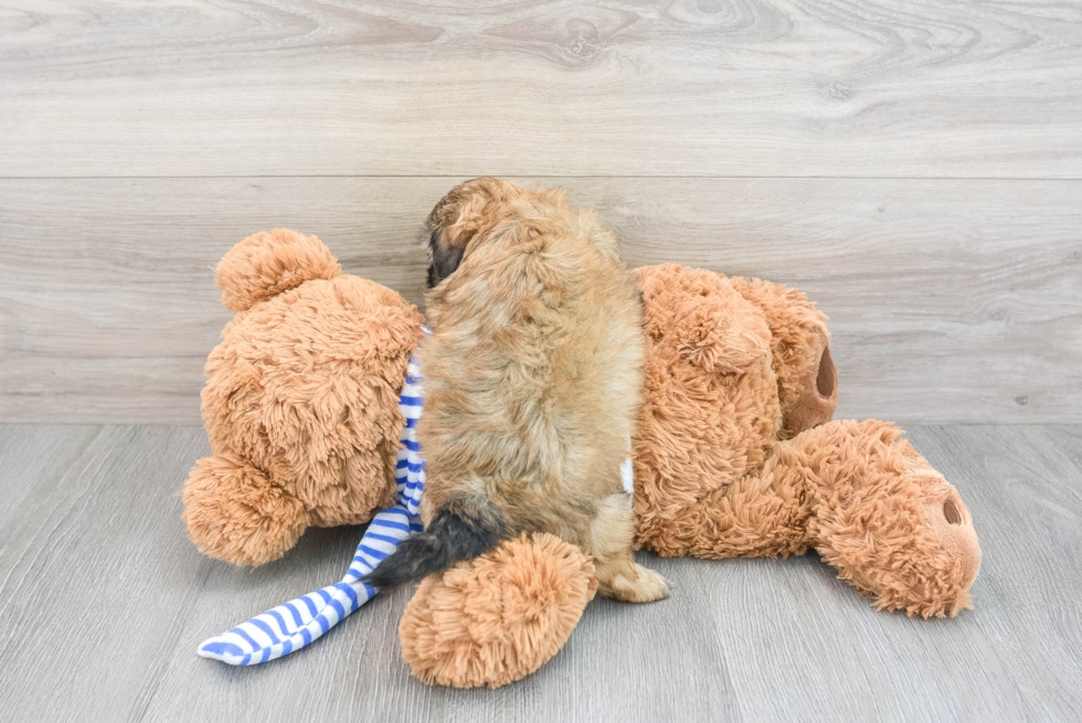 Petite Shih Poo Poodle Mix Pup