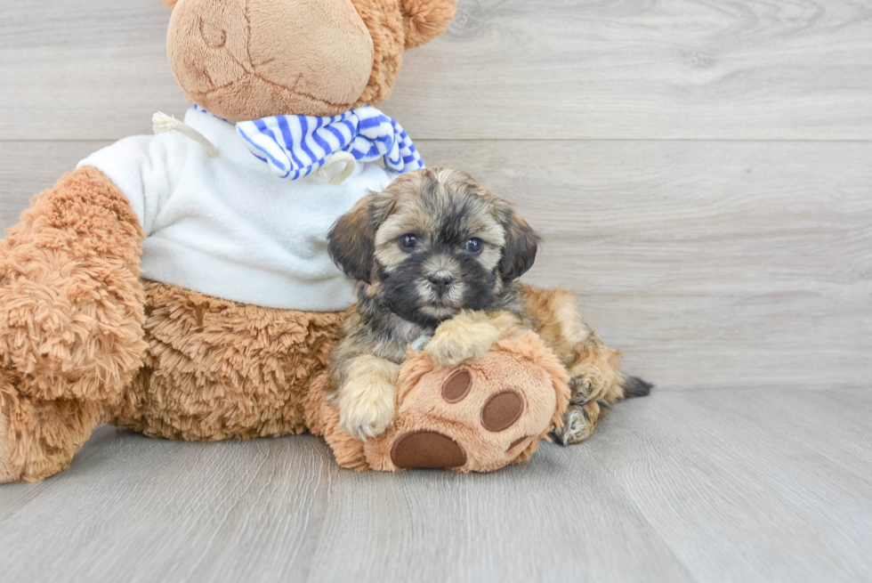 Cute Shih Poo Baby