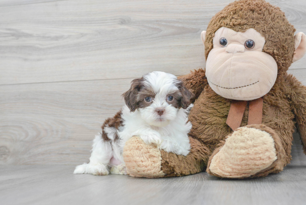 Petite Shih Poo Poodle Mix Pup