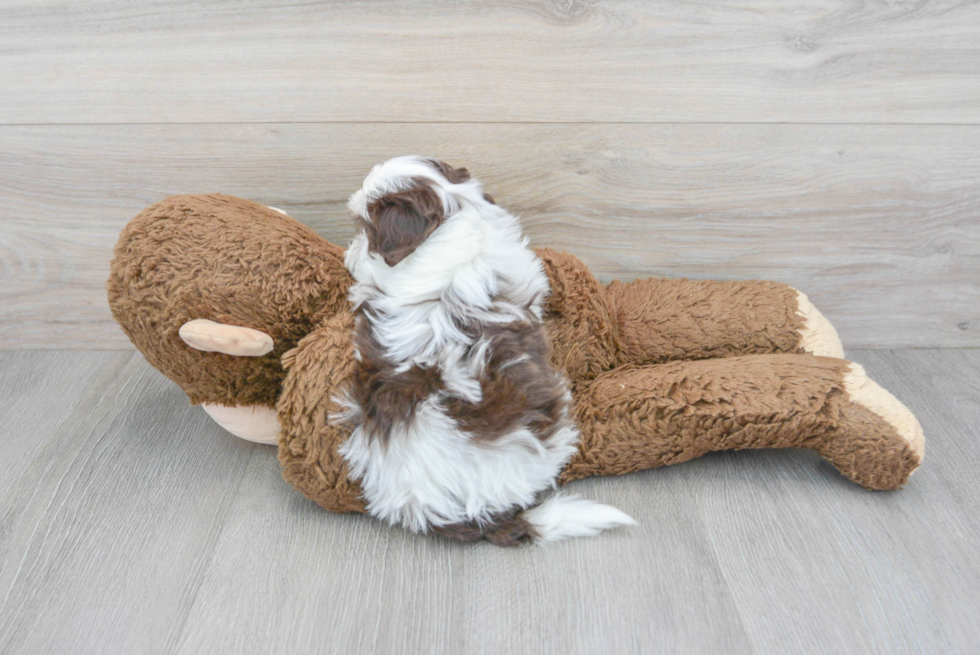 Shih Poo Pup Being Cute