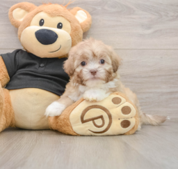 8 week old Shih Poo Puppy For Sale - Premier Pups