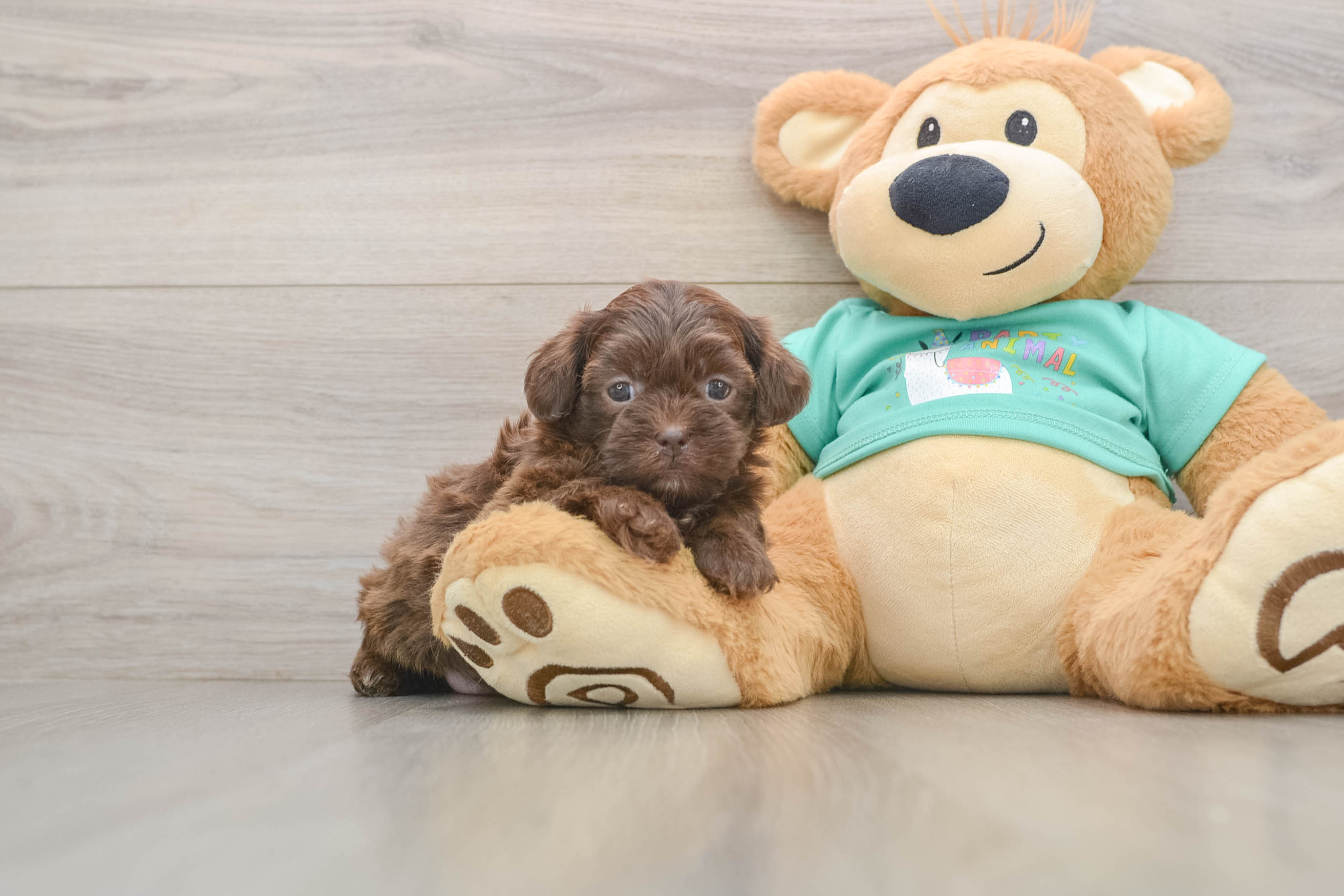 Best Shih Poo Baby