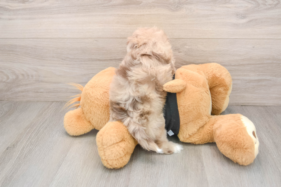 Shih Poo Puppy for Adoption