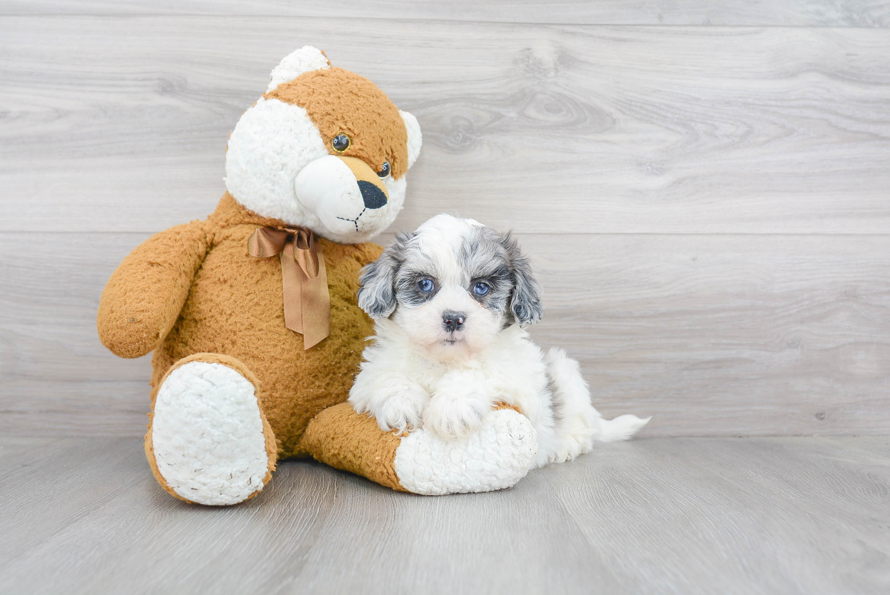Friendly Shih Poo Baby