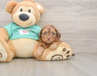 7 week old Shih Poo Puppy For Sale - Premier Pups