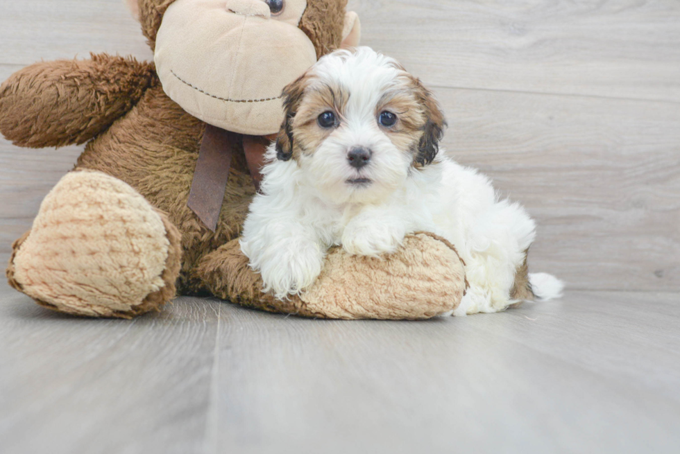 Best Shih Poo Baby