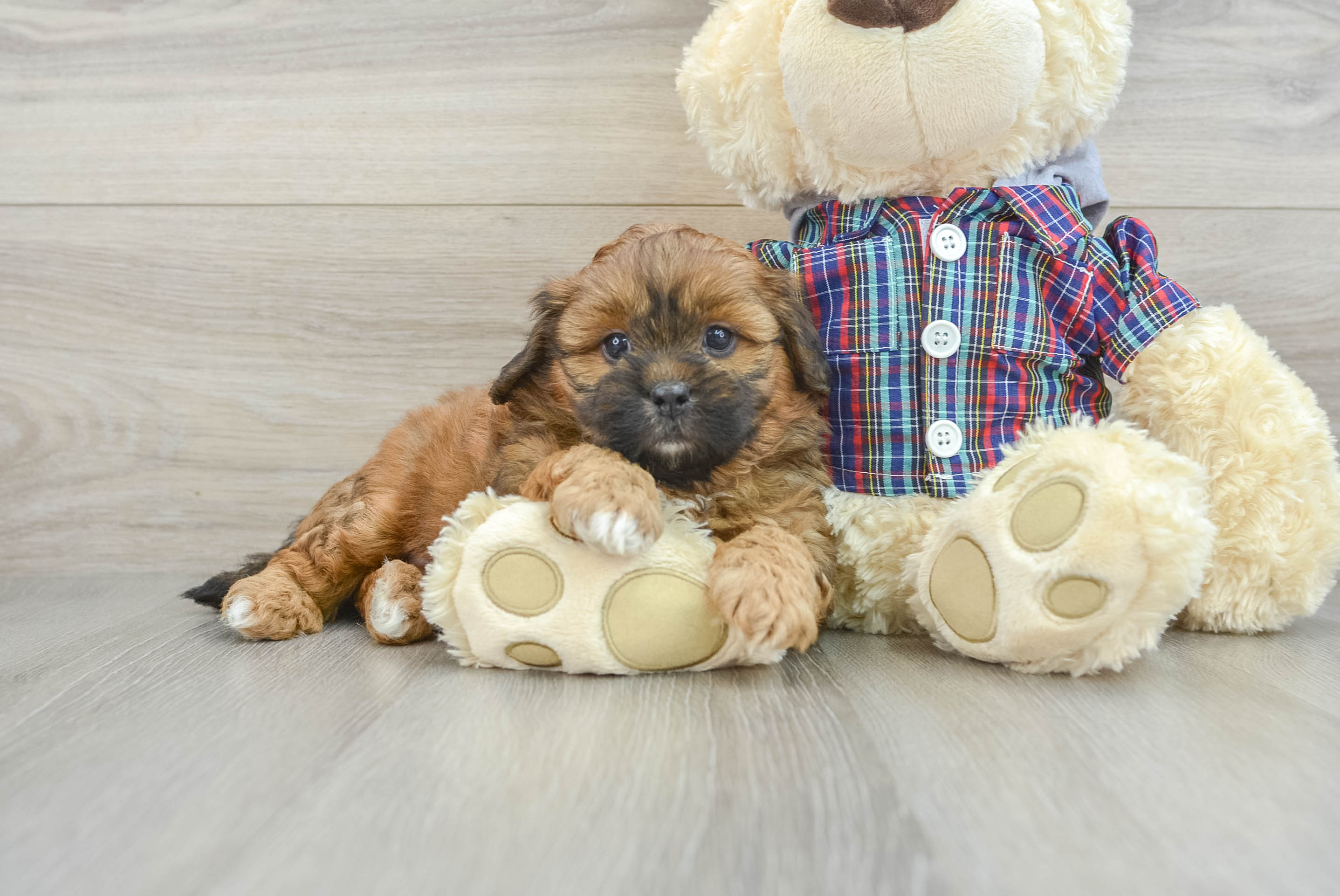 Sweet Shih Poo Baby