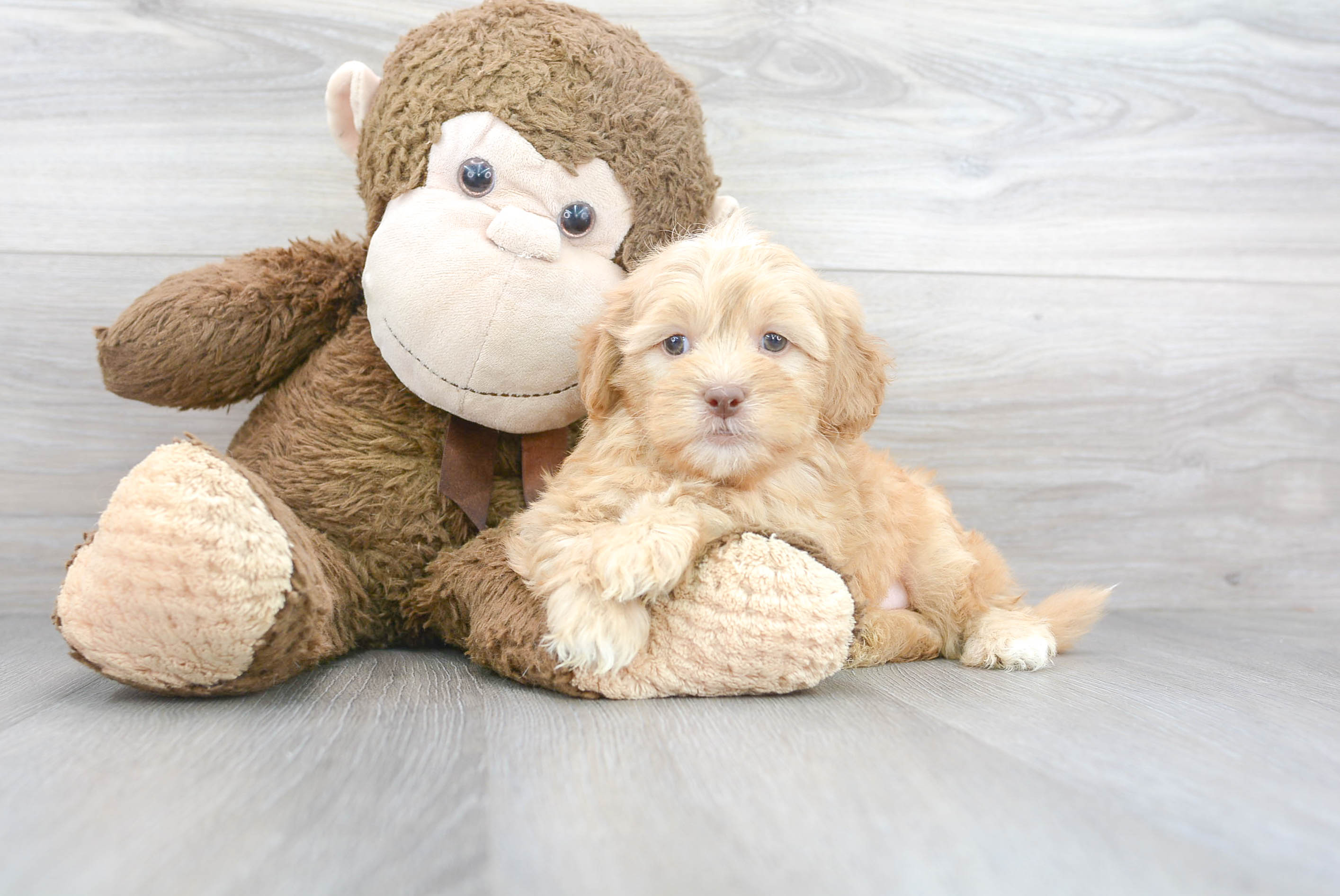 Hypoallergenic Shih Poo Poodle Mix Puppy