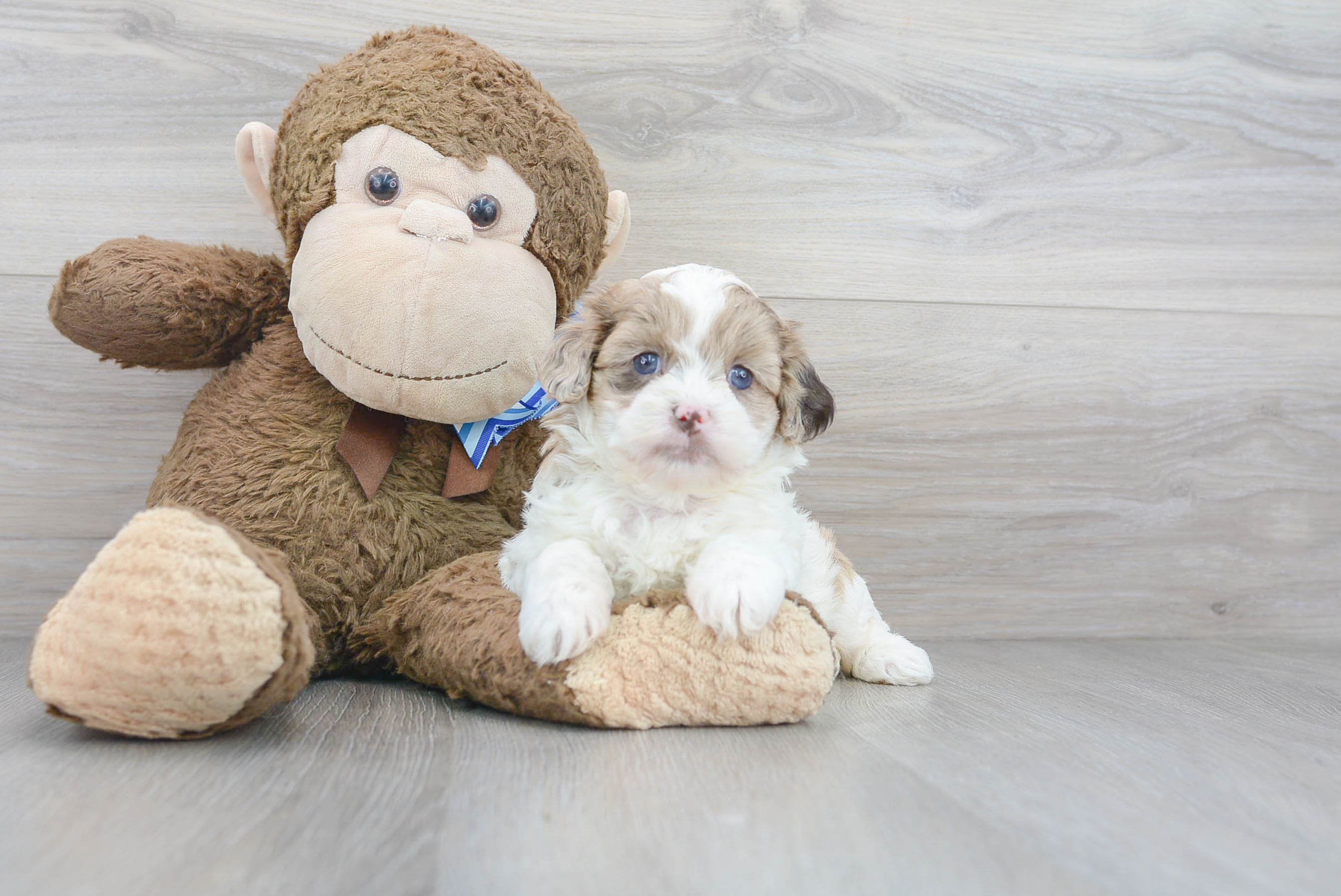 Petite Shih Poo Poodle Mix Pup