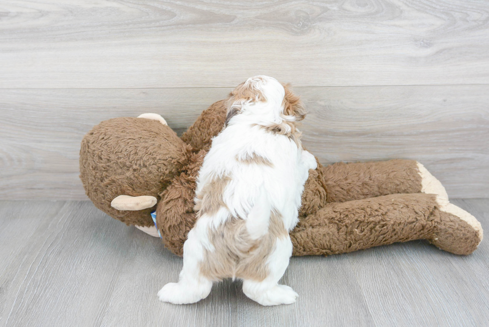 Shih Poo Pup Being Cute