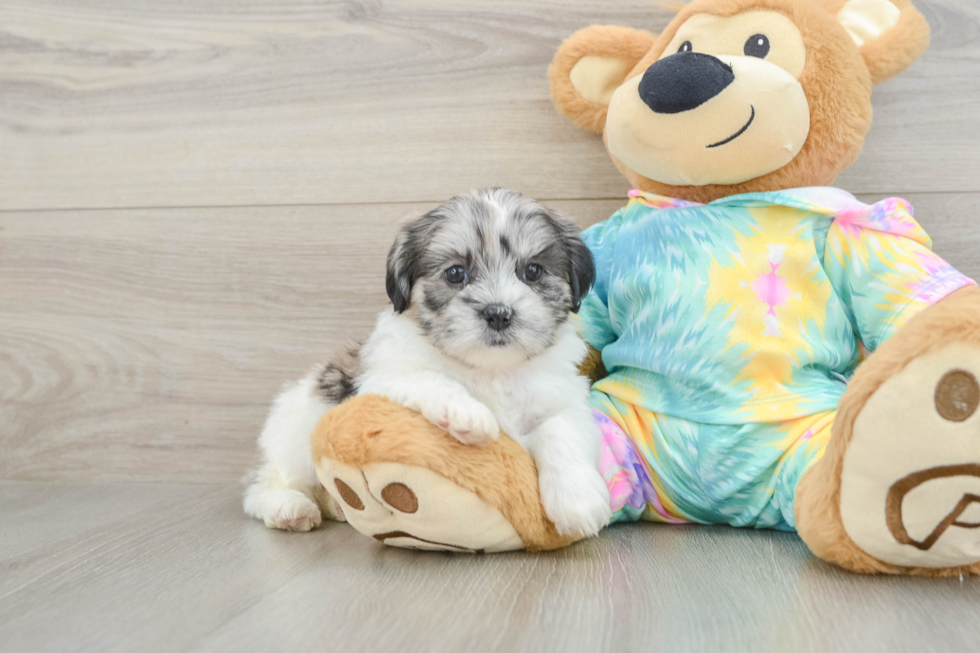 Shih Poo Pup Being Cute