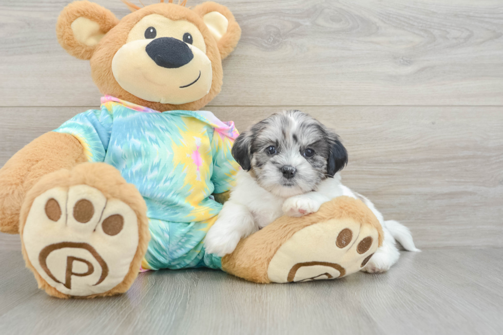Hypoallergenic Shih Poo Poodle Mix Puppy