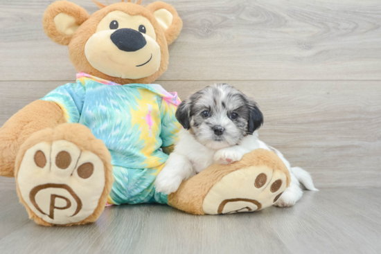 Hypoallergenic Shih Poo Poodle Mix Puppy