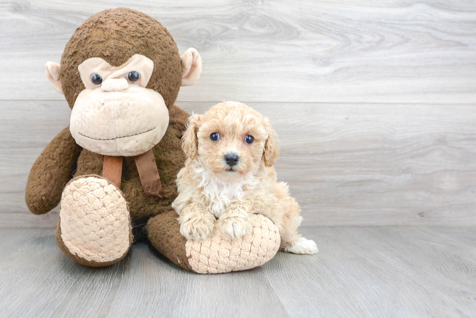 Shih Poo Puppy for Adoption