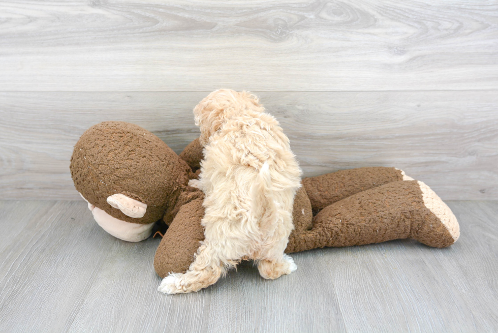 Shih Poo Puppy for Adoption