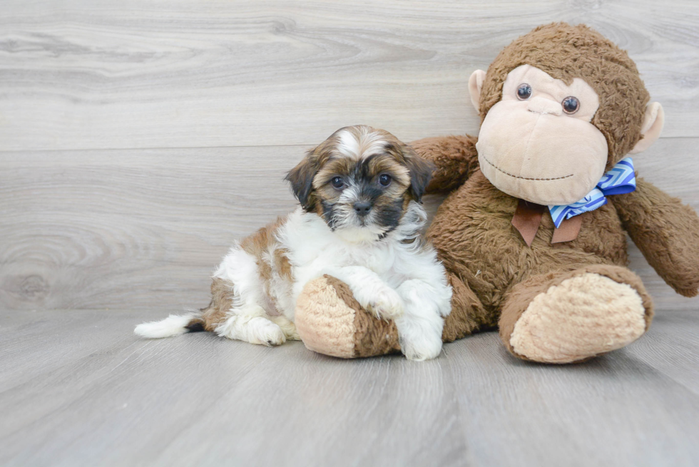 Best Shih Poo Baby