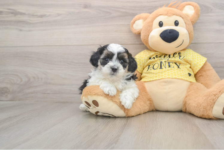 Shih Poo Puppy for Adoption