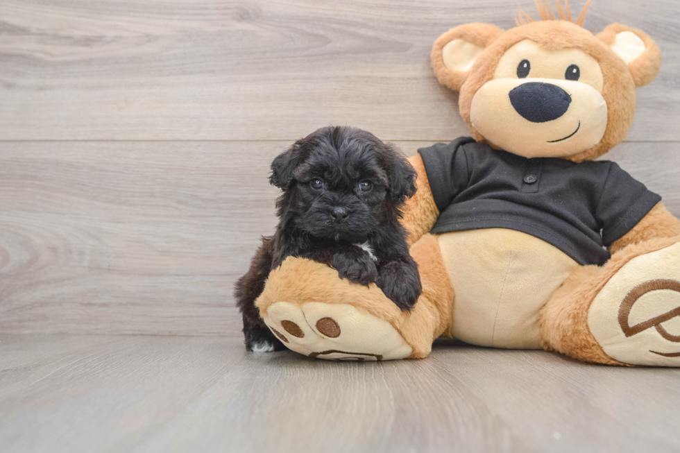 Energetic Shih Poo Poodle Mix Puppy