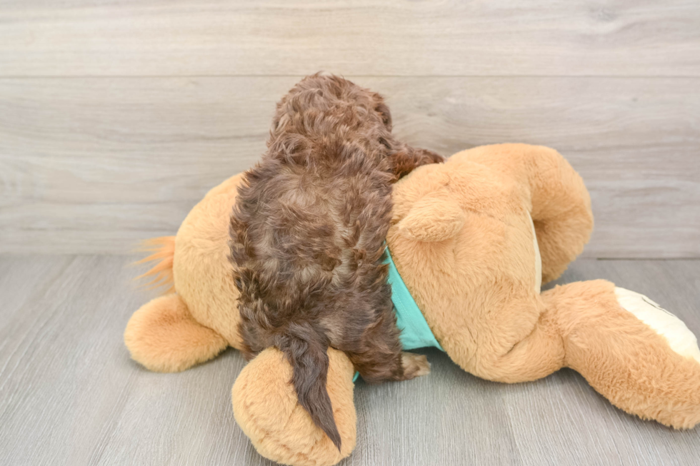 Shih Poo Pup Being Cute