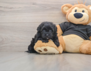 5 week old Shih Poo Puppy For Sale - Premier Pups