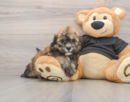 5 week old Shih Poo Puppy For Sale - Premier Pups
