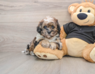 5 week old Shih Poo Puppy For Sale - Premier Pups