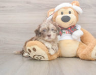 6 week old Shih Poo Puppy For Sale - Premier Pups