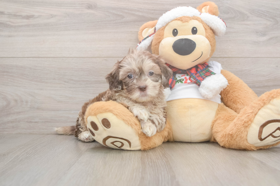 5 week old Shih Poo Puppy For Sale - Premier Pups