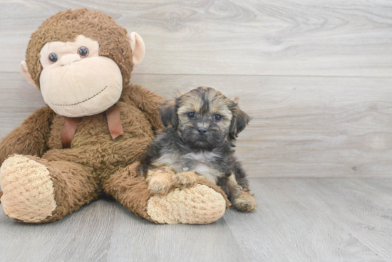 Shih Poo Pup Being Cute
