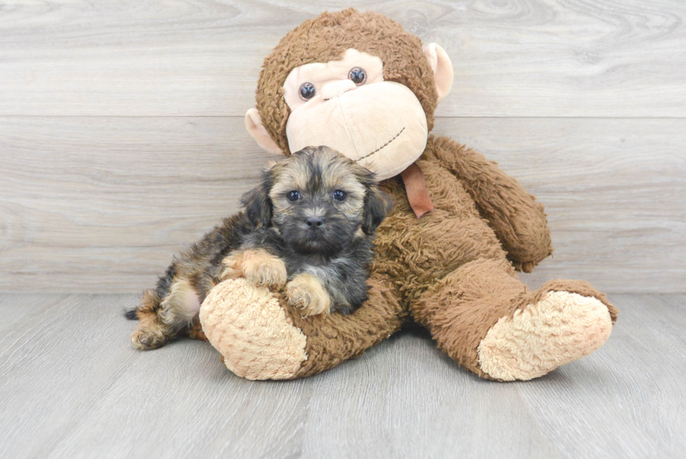 Shih Poo Puppy for Adoption