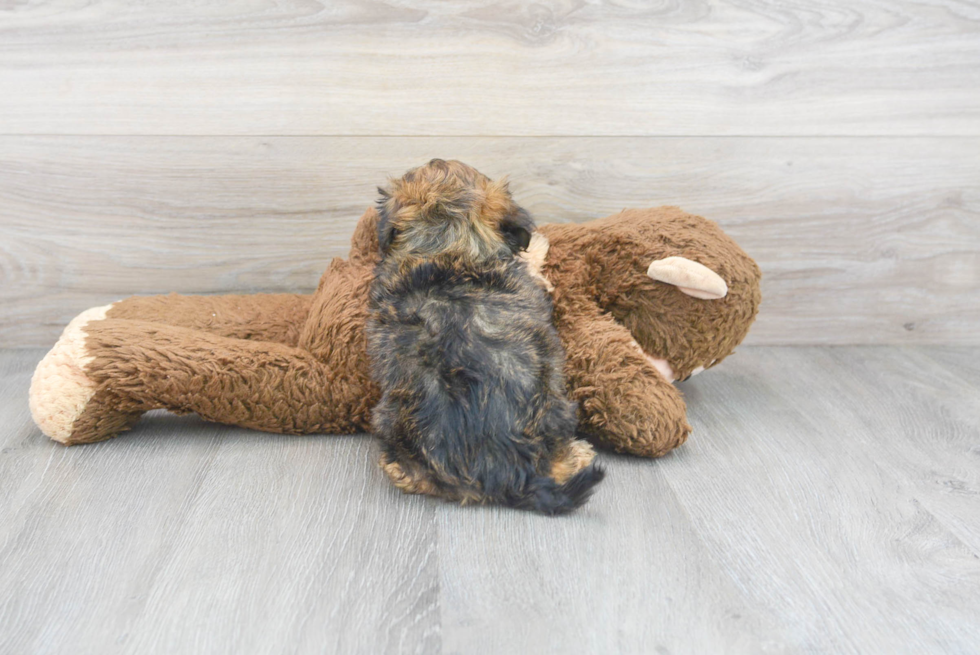 Smart Shih Poo Poodle Mix Pup