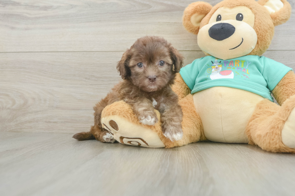 Petite Shih Poo Poodle Mix Pup