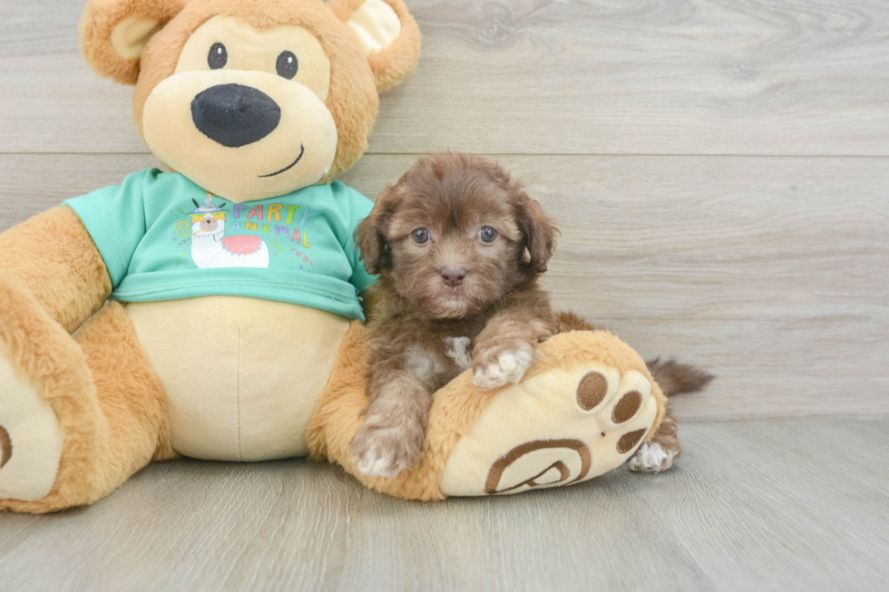 Energetic Shih Poo Poodle Mix Puppy