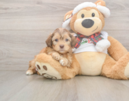 5 week old Shih Poo Puppy For Sale - Premier Pups